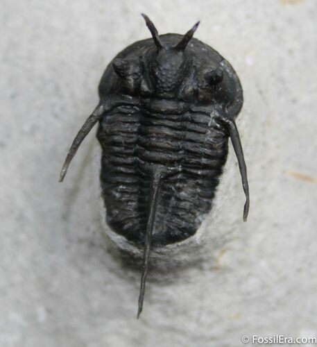 Devil Horned Cyphaspis Trilobite - Great Spines #1518